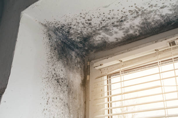 Affordable Attic Mold Remediation solutions in New Hope, OR